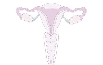 Flore vaginale et ph vagin normal